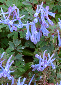 Corydalis flexuosa 'Purple Leaf'                  